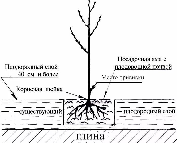 Корневая шейка у черешни. Посадка саженца черешни. Схема посадка черешни весной.