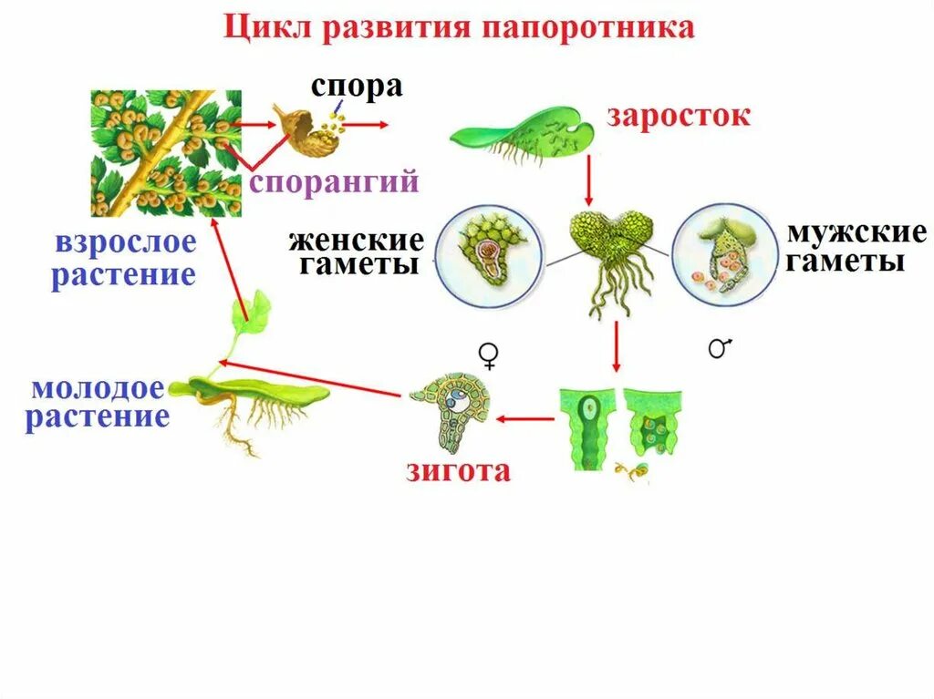 Схема жизненного цикла растения гаметы. Цикл развития папоротника схема. Схема развития папоротника биология 6. Схема развития папоротника биология 7 класс. Цикл развития папоротника 7 класс биология.