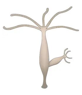 Qozgatuvchi qiz onanizm qiladi