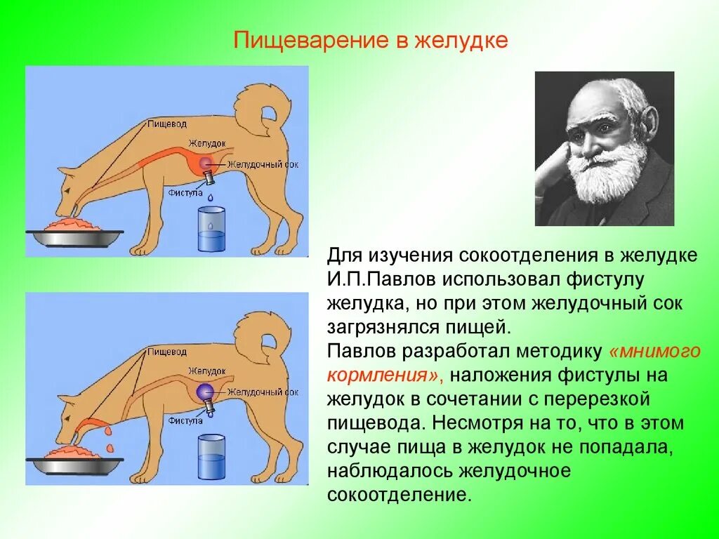 Как называется метод павлова позволивший установить. Опыты Ивана Петровича Павлова. Метод фистул Ивана Петровича Павлова.