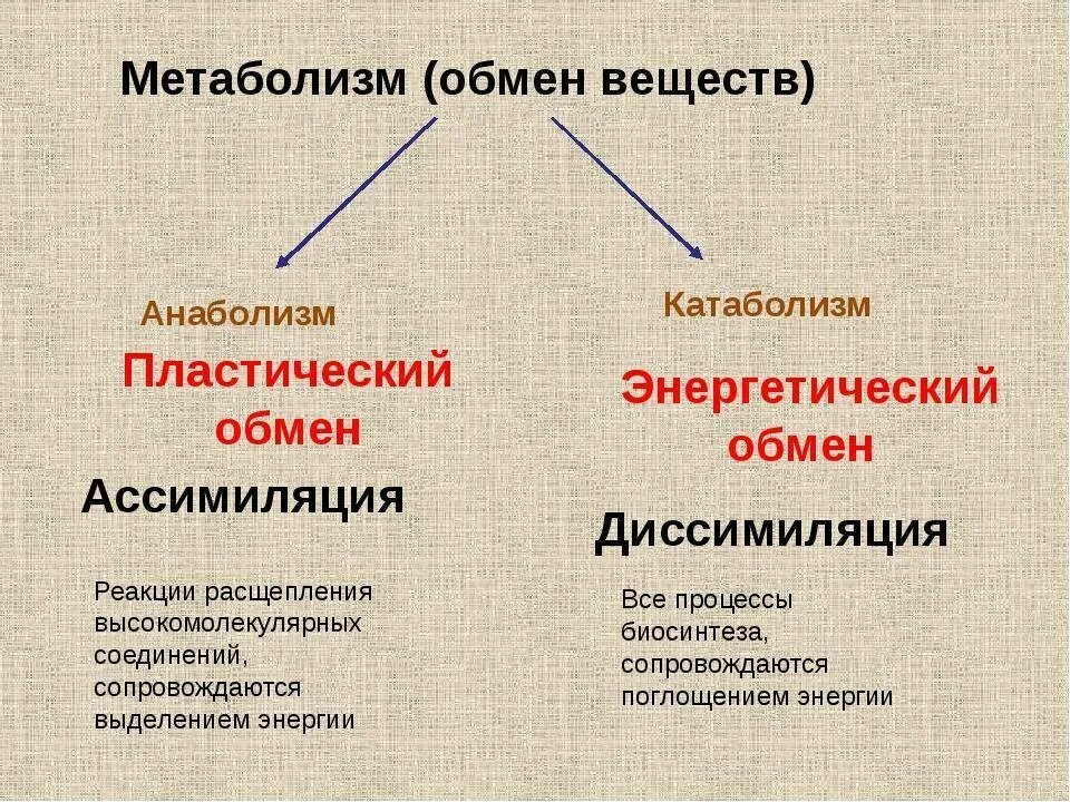 Запишите что происходит при пластическом