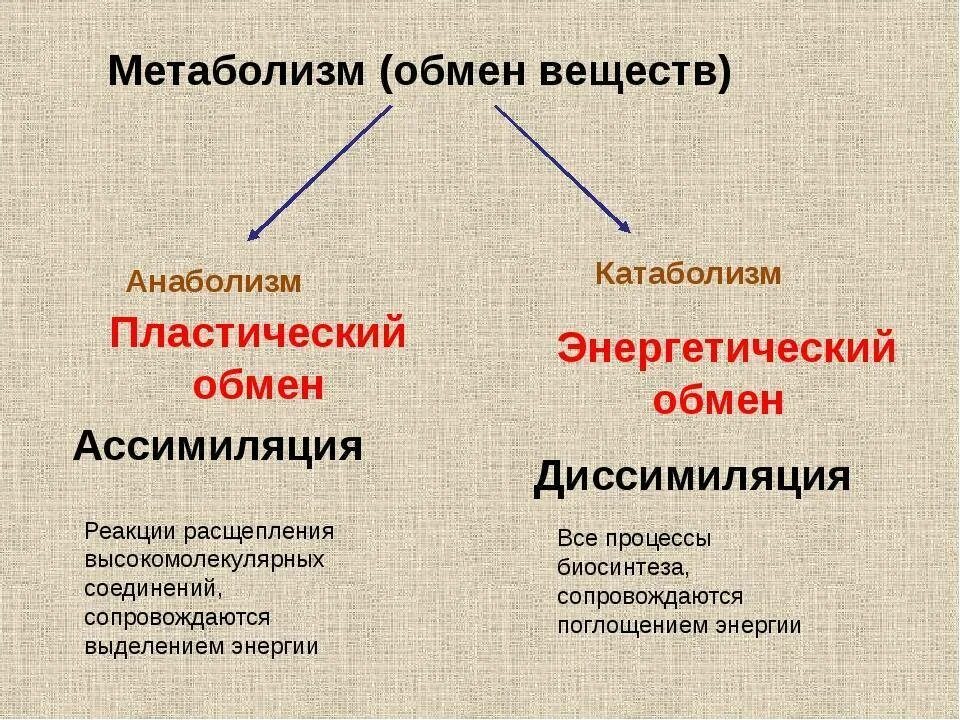 Атф анаболизма. Определения виды обмена веществ. Что такое метаболизм анаболизм таблица. Обмены веществ в виде реакций. Метаболизм энергетический обмен.