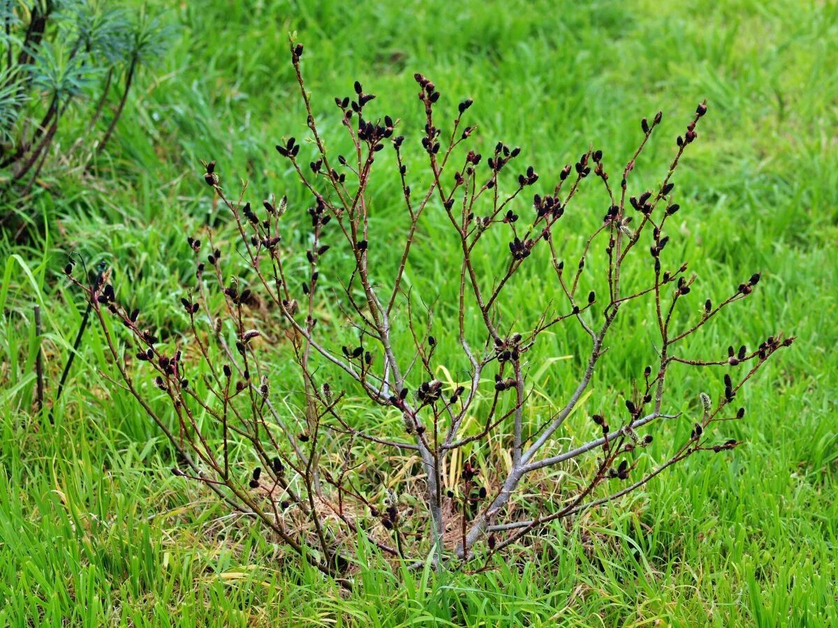 Ива тонкостолбиковая melanostachys. Ива тонкостолбиковая Salix gracilistyla. Ива тонкостолбиковая Маунт АСО. Ива тонкостолбиковая/Salix gracilistyla 'melanostachys'. Ива тонкостолбиковая маунт