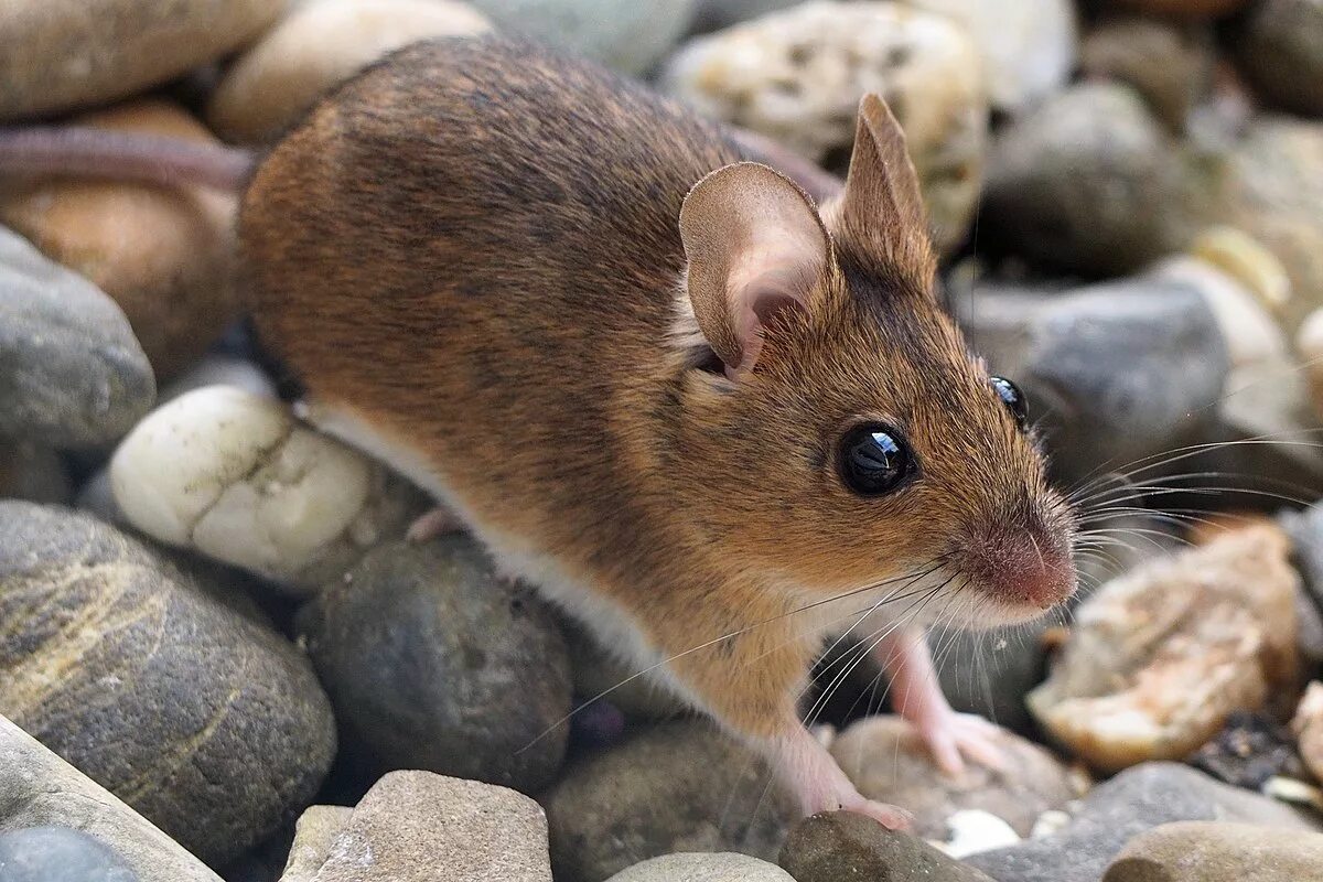 Mouse en