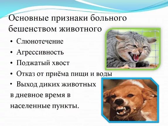 Как проявляется бешенство у собак первые. Клинический симптом бешенства человека. Основные симптомы бешенства у человека. Характерные симптомы бешенства:. Клинические симптомы бешенства. Профилактика бешенства..