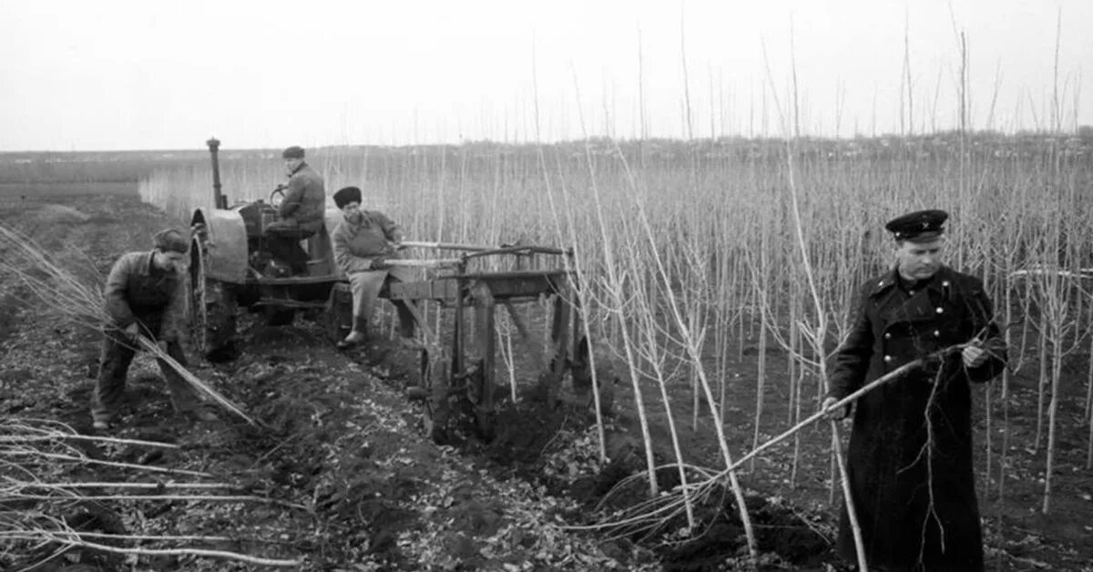 Посев СССР. Озеленение страны после ВОВ. Агроном после ВОВ. Поле лесополоса ВОВ. Выплата после войны