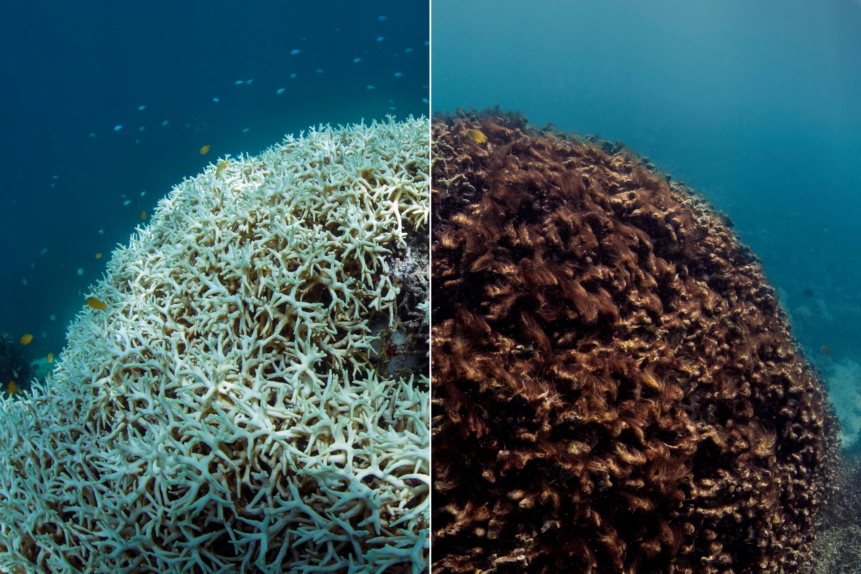 Большой Барьерный риф мертвые кораллы. Большой Барьерный риф обесцвечивание. Большой Барьерный риф обесцвечивание кораллов. Большой Барьерный риф коралловые полипы Австралия. Разрушаем океан