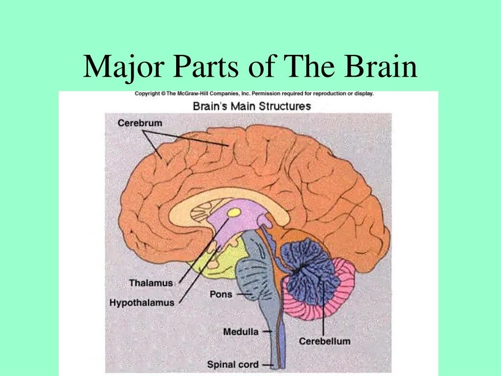 Parts of britain. Computer devices слайд. Parts of skeleton system. The main part. The main part.