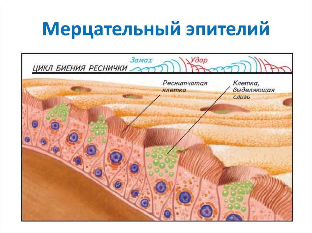 Слизистые покровы или гладкая поверхность мелкие. Реснитчатый эпителий бронхов. Строение ресничек мерцательного эпителия. Реснитчатый эпителий дыхательных путей. Дыхательные пути мерцательный эпителий слизистая.