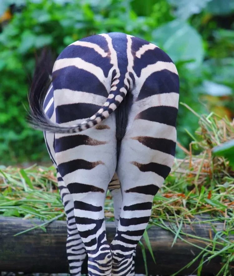 Кольцехвостый лемур. Хвост животного. Хвосты животных. Хвост собаки. Хвостов питомец.