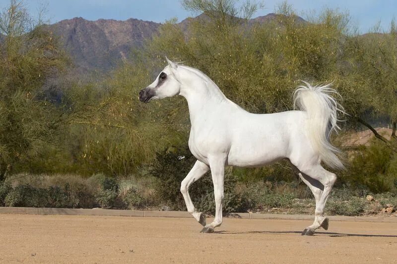 Арабская чистокровная сиглави. Кохейлан-сиглави. Кохейлан арабская лошадь. Арабская лошадь кохейлан-сиглави.