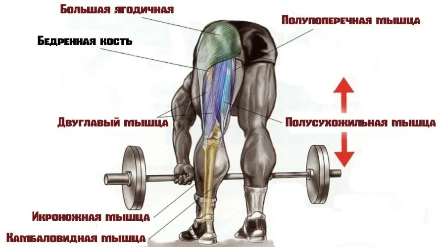 Тяга какие мышцы работают. Румынская тяга мышцы задействованы. Румынская тяга целевые мышцы. Мертвая тяга на прямых ногах со штангой. Румынская становая тяга анатомия.