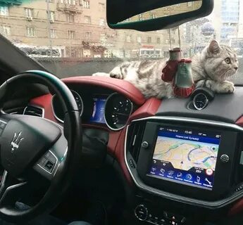 Любить гонять