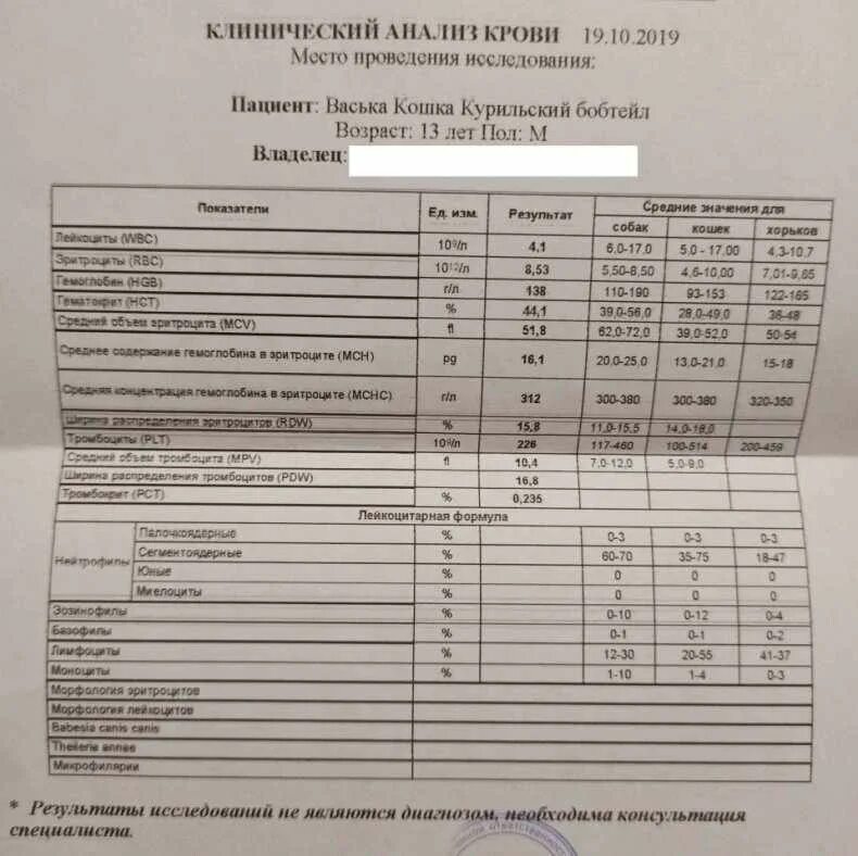 Сдать на аллергию на кошку ребенку. Анализ на аллергены эпителий кошки норма. Кровь на аллергены направление. Анализ на аллергию у ребенка. Сдать на аллергию на кошку ребенку.