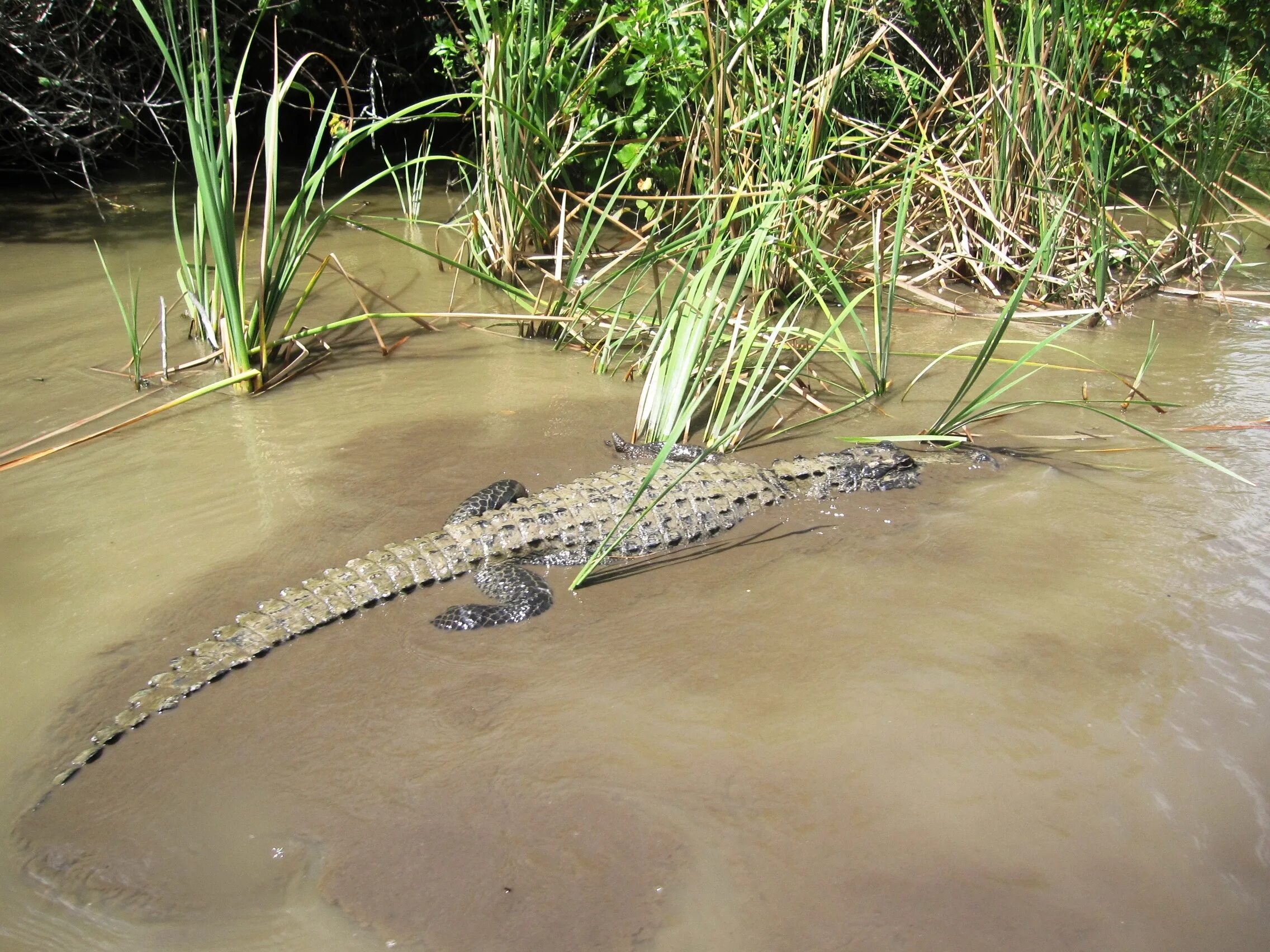 Рептилии живущие в воде. Тропический крокодил. Крокодил в дикой природе. Стая крокодилов. Водоем для крокодилов.