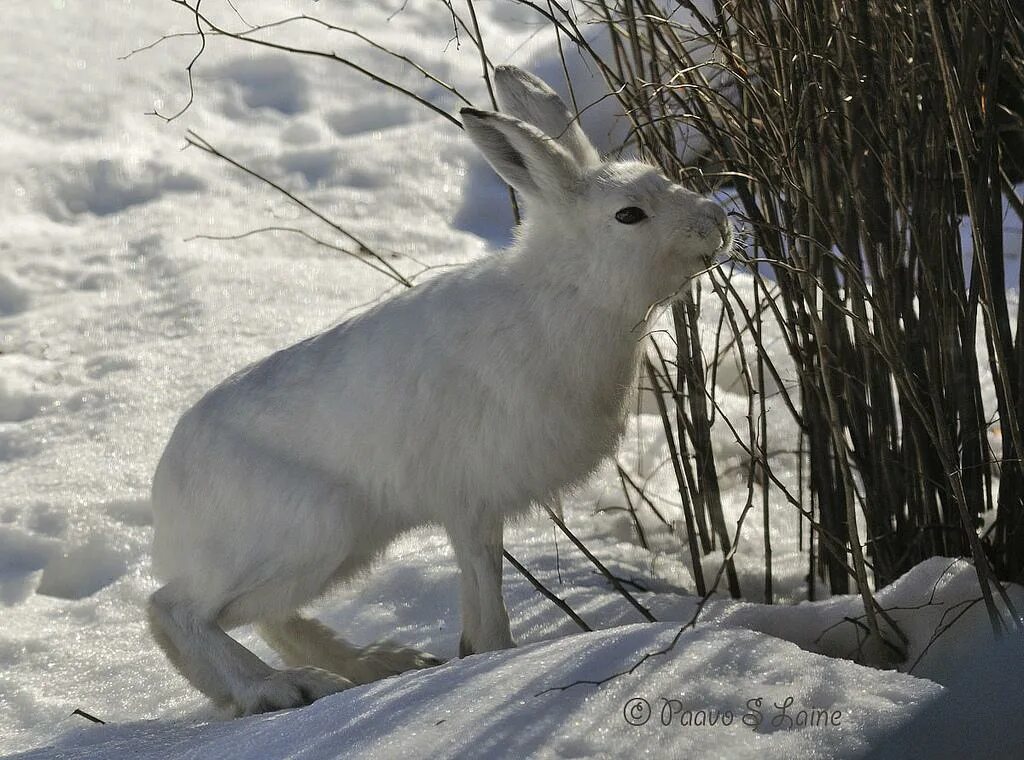 Зайцы кормятся корой деревьев