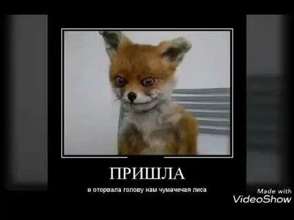 Чокнутая лиса