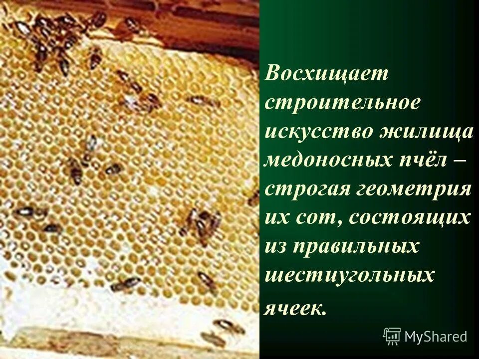 Кто входит в состав семьи медоносных пчел. Жилища пчел. Из чего состоят соты. Жилища медоносной пчелы. Жилища пчел биология.