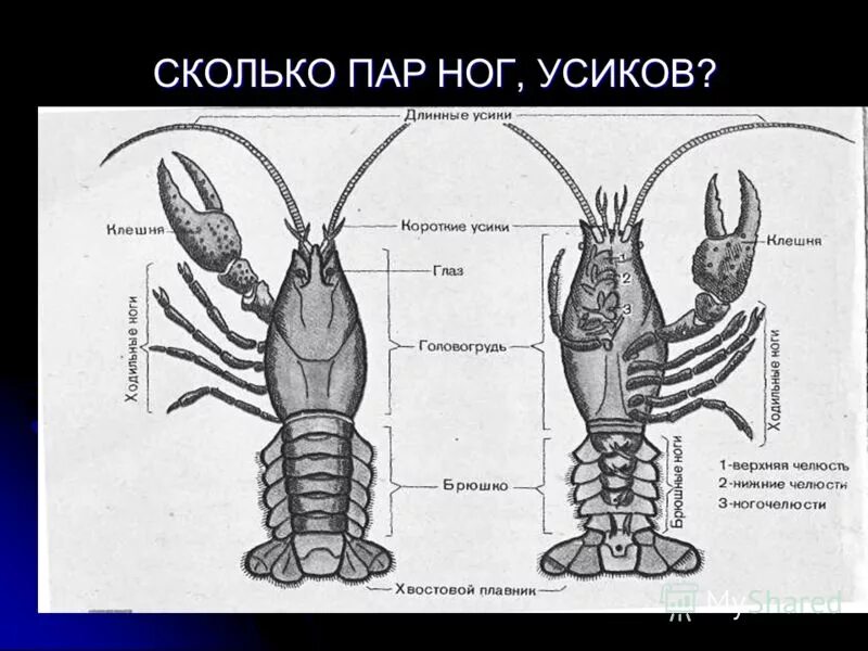 Пар усиков у ракообразных. Внешнее строение ракообразных. ракообразные рисунок строение. строение панциря ракообразных. отделы тела головогрудь и брюшко.