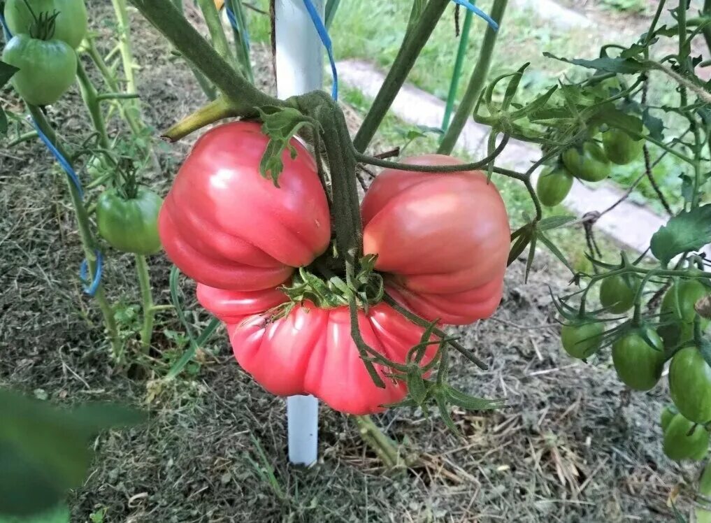 Коронный цветок у томата. Томат махровый. Махровые цветы на помидорах. Махровые помидоры. Цветок томата.