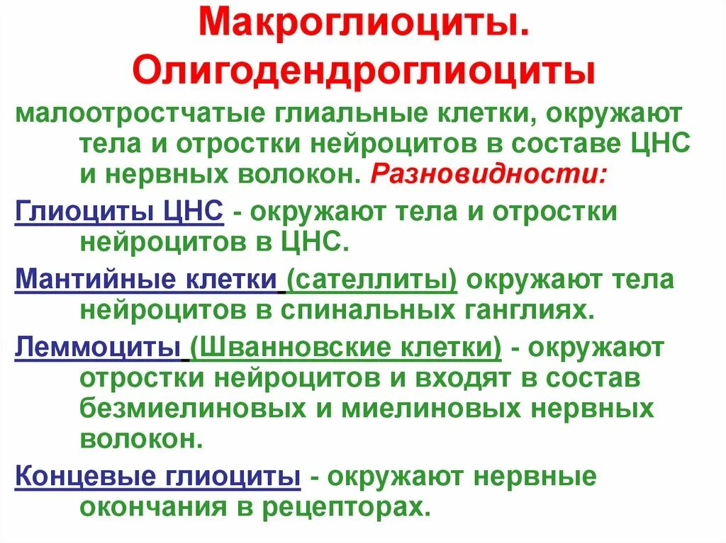 Глиоциты образующие оболочки нервных волокон цнс. Макроглиоциты. классификация нейроглиоцитов. функция мантийных глиоцитов. макроглиоциты классификация.