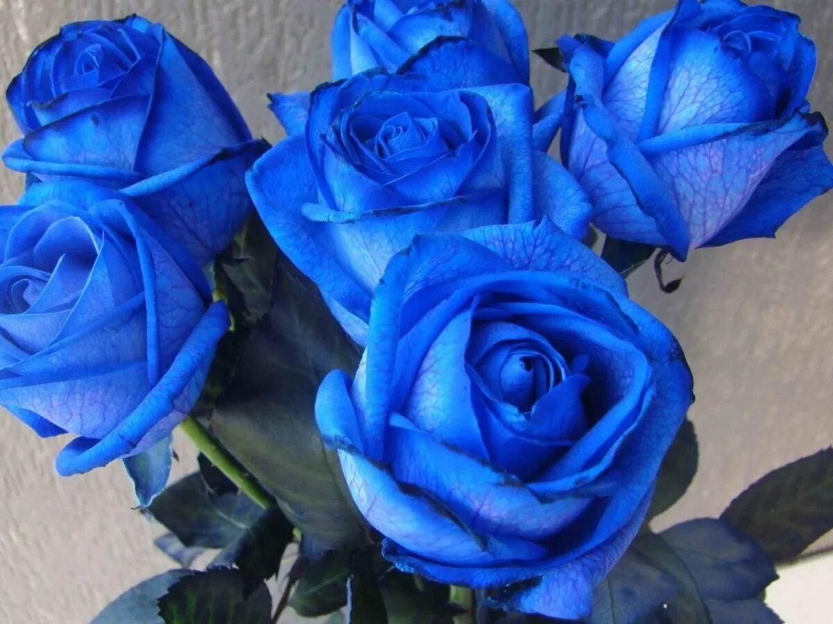1 часть синий. Голубая роза сорт Зесси. Синяя роза Беккер. Эквадорские синие розы. Голубая роза Голландия Блю.