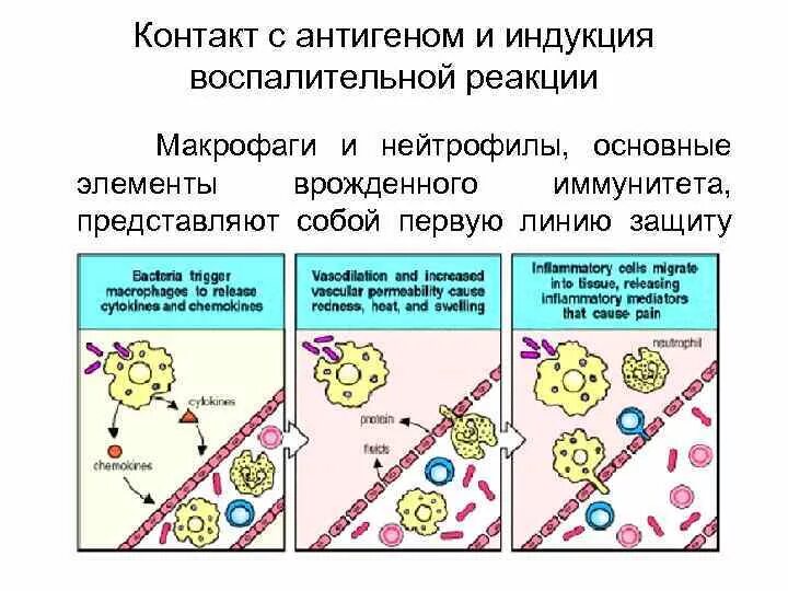 Контакт с антигеном