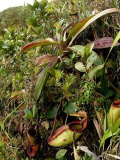 Nepenthes gantungensis