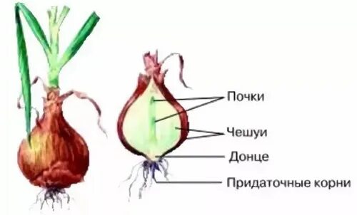 Видоизмененные побеги. Строение клубня. Строение луковицы. Разрез луковицы чешуя Донце почки придаточные корни. Побег из придаточной почки корня