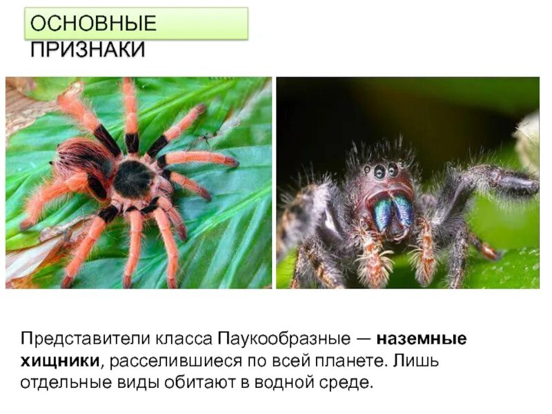 Признаки паукообразных. Паукообразные общая характеристика. Паукообразные представители типа. Среда обитания паукообразных.