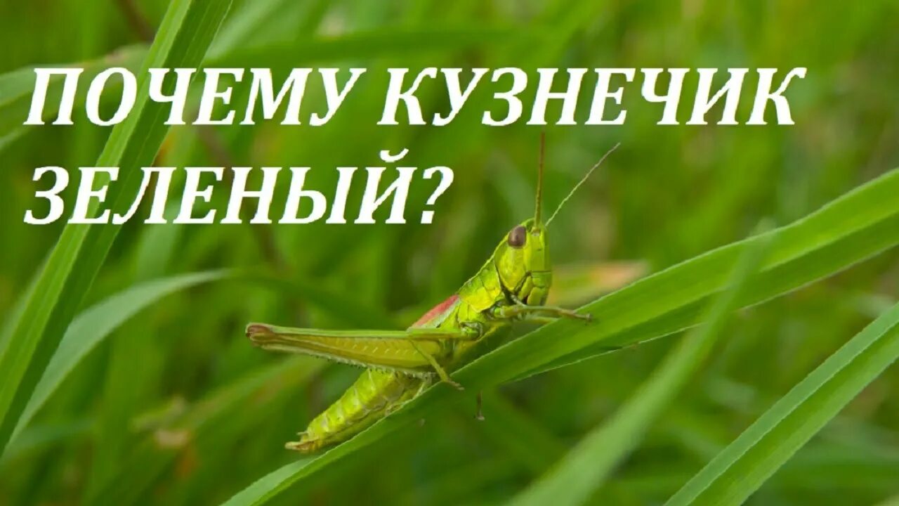 Почему кузнечик зеленый. Зеленый кузнечик в траве. Проект почему кузнечик зеленый. Комплекс кузнечик.