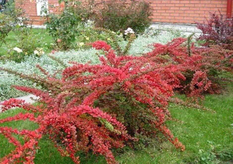барбарис тунберга natasha. барбарис адмирейшн в ландшафтном дизайне. барбарис тунберга эректа (berberis thunbergii erecta). барбарис тунберга смарагд. барбарис тунберга атропурпуреа изгородь.