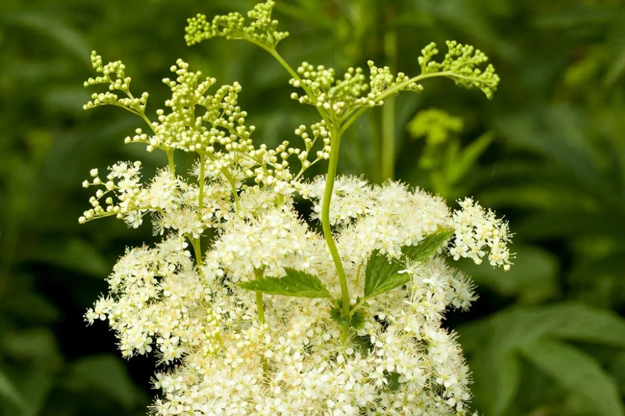 Таволга вязолистная. Лабазник вязолистный Вариегата. Filipendula denudata. Лабазник и мёд.