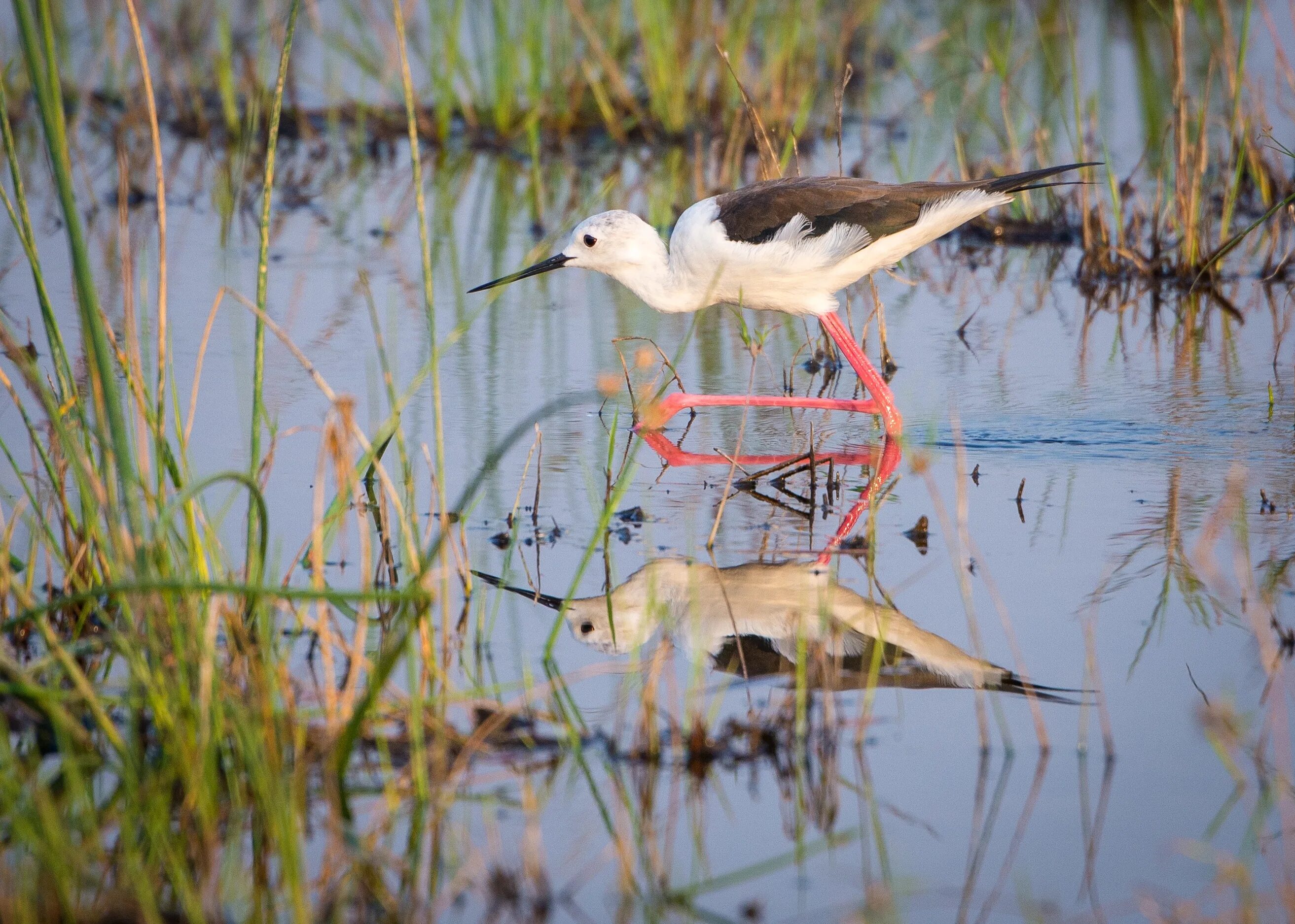 Птицы живущие на болоте. Птицы водно-болотных угодий. Водно болотные птицы. Болотные птицы фото.