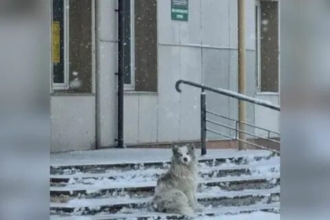 Собака ждала хозяина 10 лет