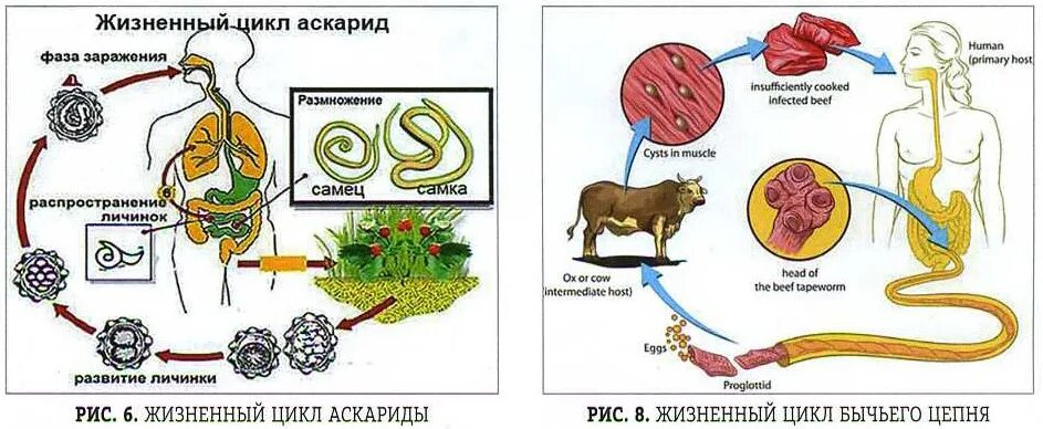 Жизненный цикл бычьего цепня и аскариды. Жизненный цикл аскариды человеческой схема. Цикл развития аскариды человеческой. Цикл развития аскариды человеческой схема биология 7 класс.