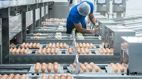 На птицефабрике упаковали 860 яиц в большие