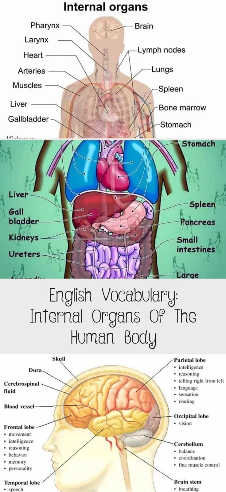 Internal organs. Internal Organs Vocabulary. Internal Organs of the Human body.