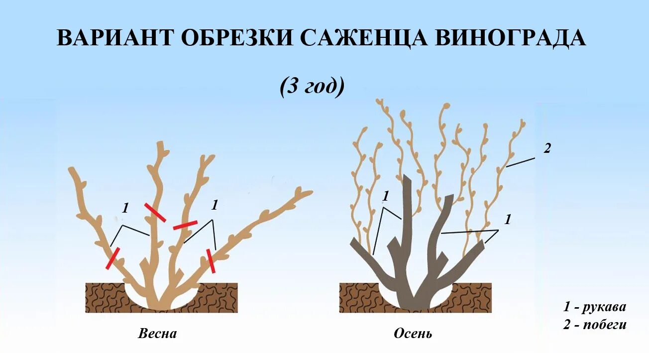 Как обрезать виноград весной фото. Схема правильной обрезки винограда. Обрезка куста винограда. Весенняя обрезка винограда. Виноград формировка куста кордон.