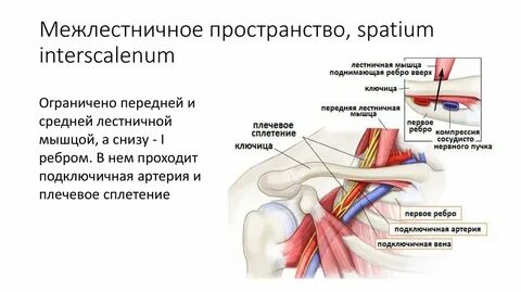 Подключичная артерия мкб