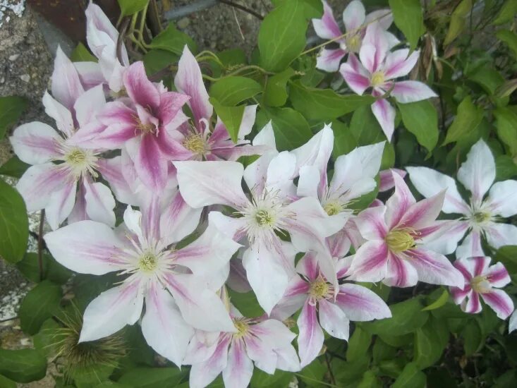 Сорт андромеда. Клематис андромеда. клематис clematis andromeda. клематис andromeda (андромеда). клематис гибридный andromeda.