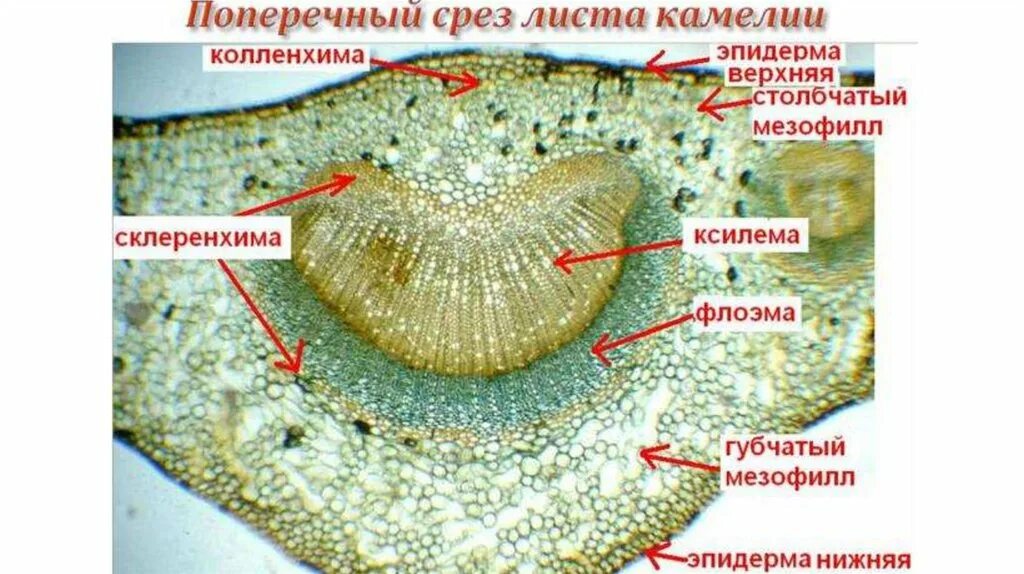 Лист камелии особенности строения фото - Arhids.ru