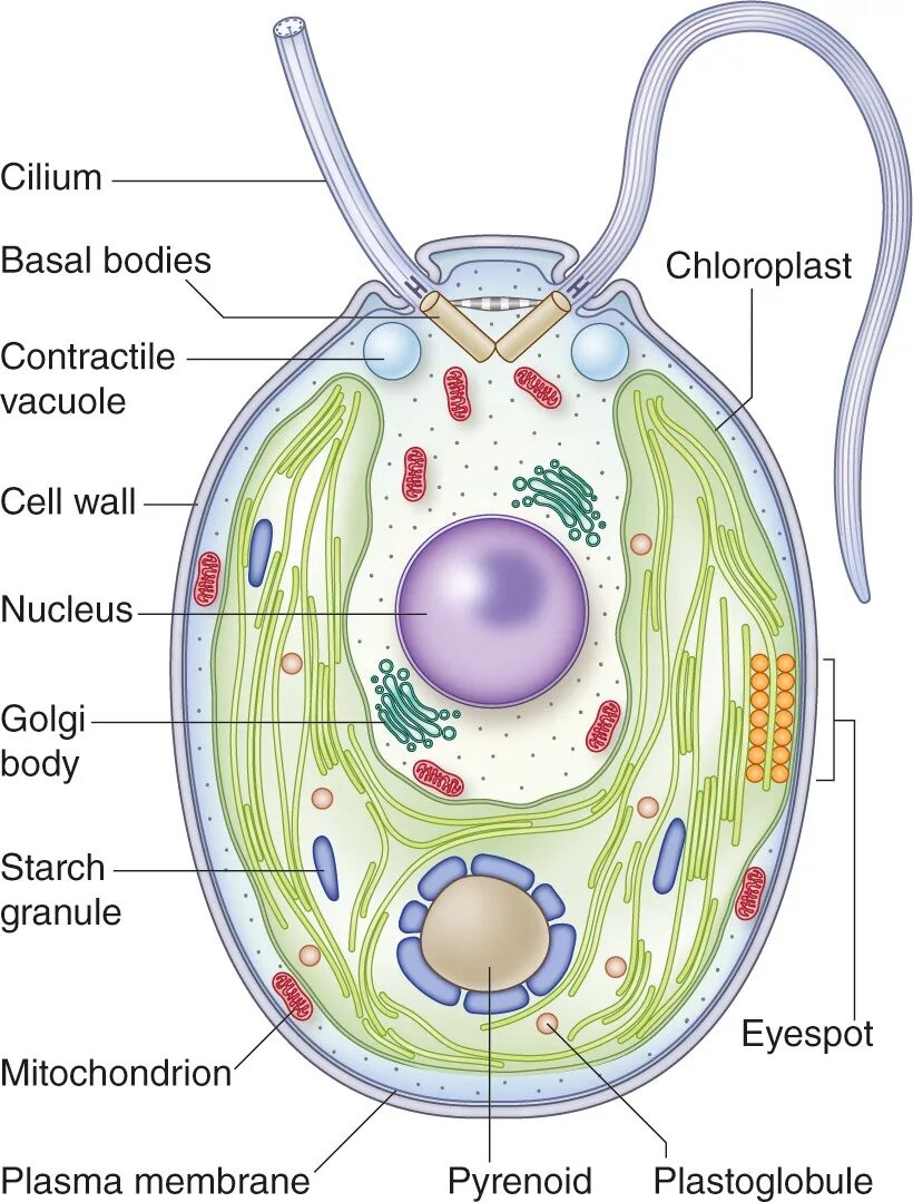 Chlamydomonas клеточная стенка. Клеточная стенка хламидомонады. Клетка хламидомонады рисунок. Пиреноид у хламидомонады это.