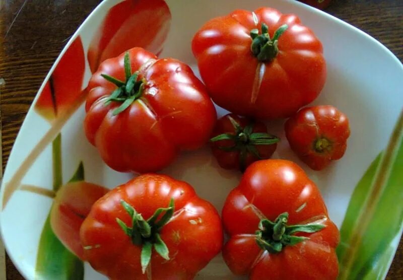 Сорт томата Пузата хата. Пузата хата помидоры f1. Сорт помидор томатов пузатая хата. Семена томат Пузата хата. Пузата хата помидоры фото отзывы садоводов