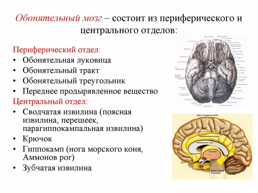 Обонятельный мозг анатомия строение. Конечный мозг анатомия обонятельный мозг. Обонятельный мозг Центральный и периферический отделы. Обонятельный мозг и лимбическая система.