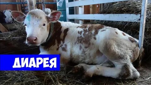 Понос у телят