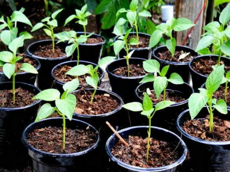 рассада. таблица посева рассады в грунт. когда сеять перец на рассаду на урале. календарь посева рассады на 2023. посев перца на рассаду.