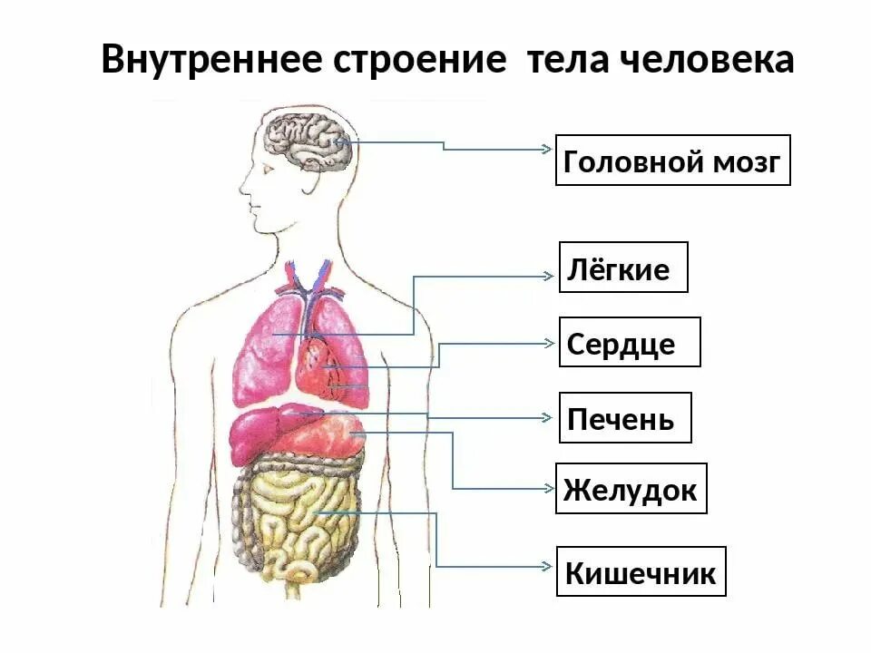 Фото строения человека 4 класс. Органы человека схема 2 класс. Строение внутренних органов. Внутреннее строение тела человека схема. Схема строения человека внутренних органов 2 класс.