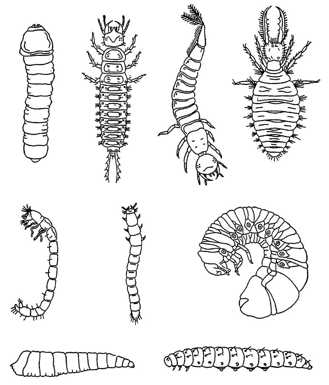 Личинки насекомых описание. Камподеовидные личинки насекомых. Гусеницеобразные личинки. Жесткокрылые личинки личинки. Циприсовидная личинка.