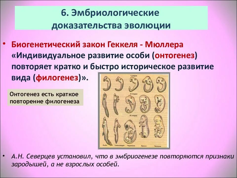 Онтогенез позвоночных закон геккеля. 11 Класс биология эмбриологические доказательства. Эмбриологические доказательства антропогенеза. Эмбриология доказательства эволюции. 44. Эмбриональные доказательства эволюции.